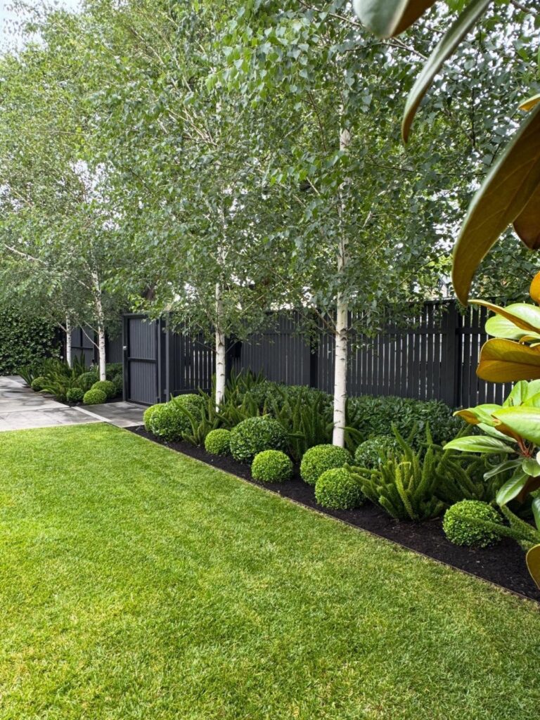 Green garden with birch trees, manicured lawn, and various green shrubs against a black fence.