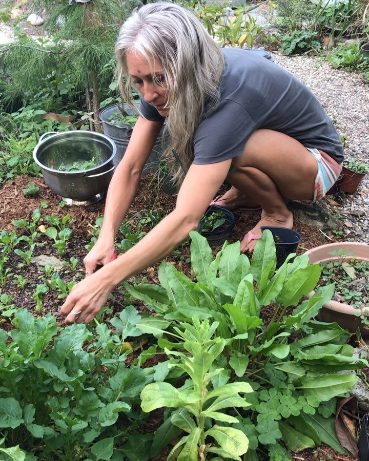 A woman crouching in a garden picking fresh green herbs from the ground.