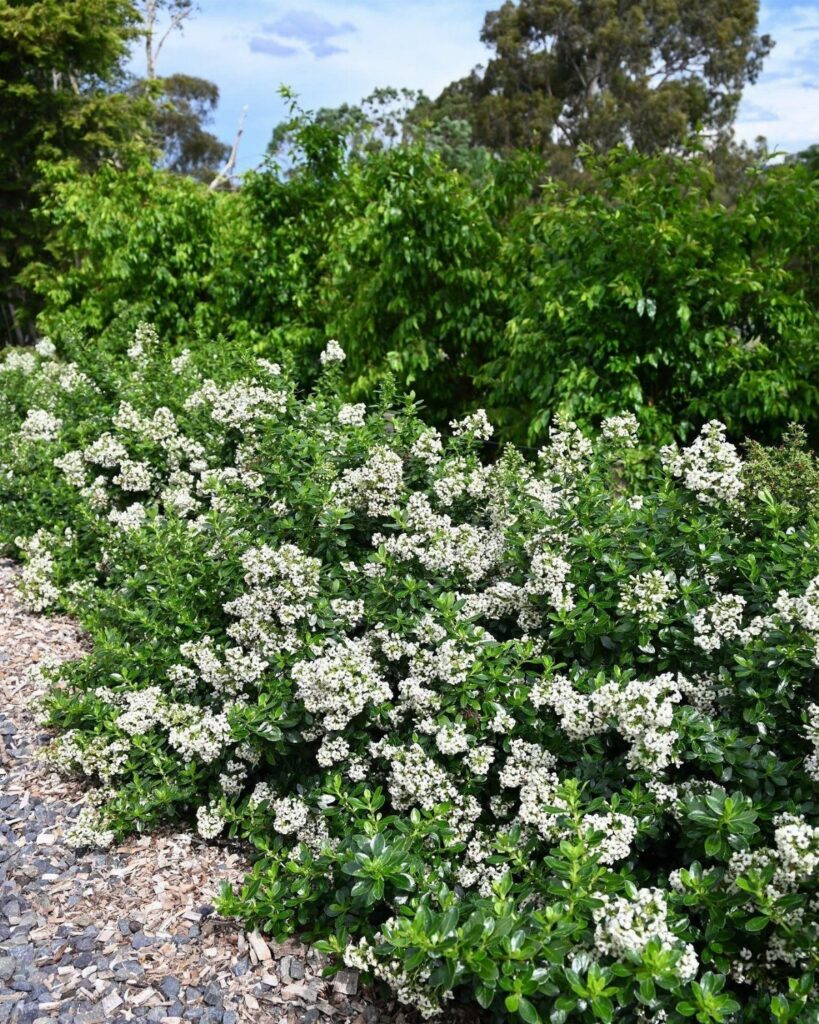 White flowering shrubs growing in a garden bed next to a gravel walkway.