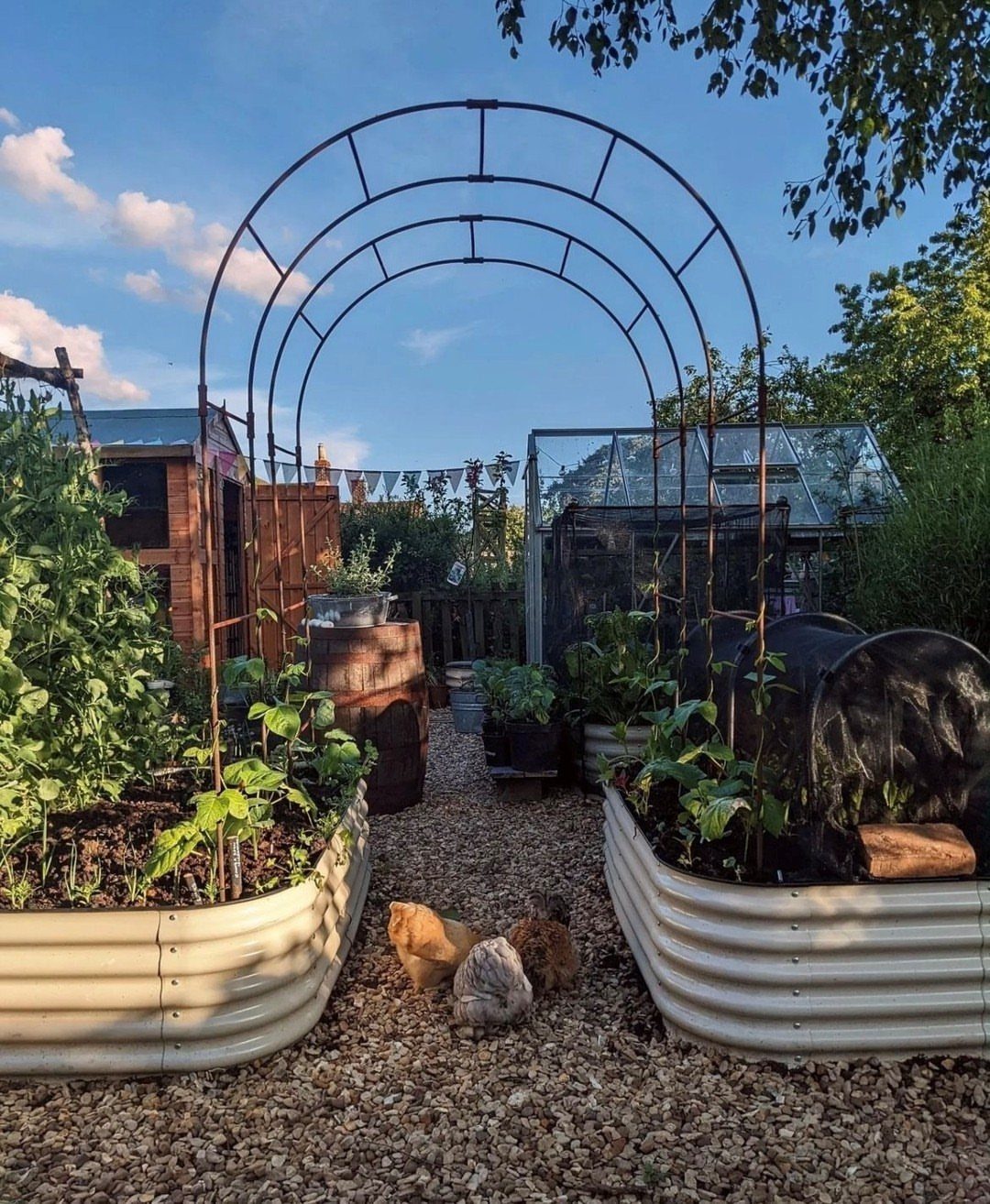 Cream corrugated metal raised garden beds filled with green plants on a gravel garden path.